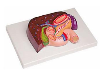 肝、胰、脾、十二指腸、胃模型